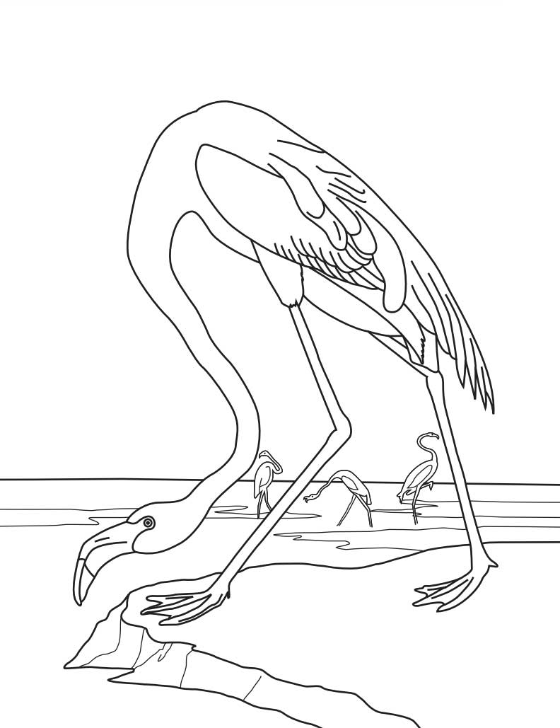 Audubon Coloring Page: Free Printable Sheets for Kids