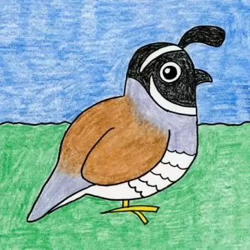 How to draw the California Quail