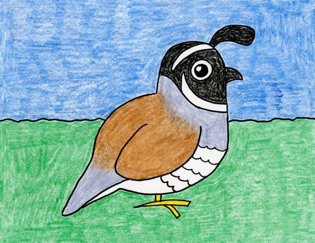 How to draw the California Quail · Art Projects for Kids