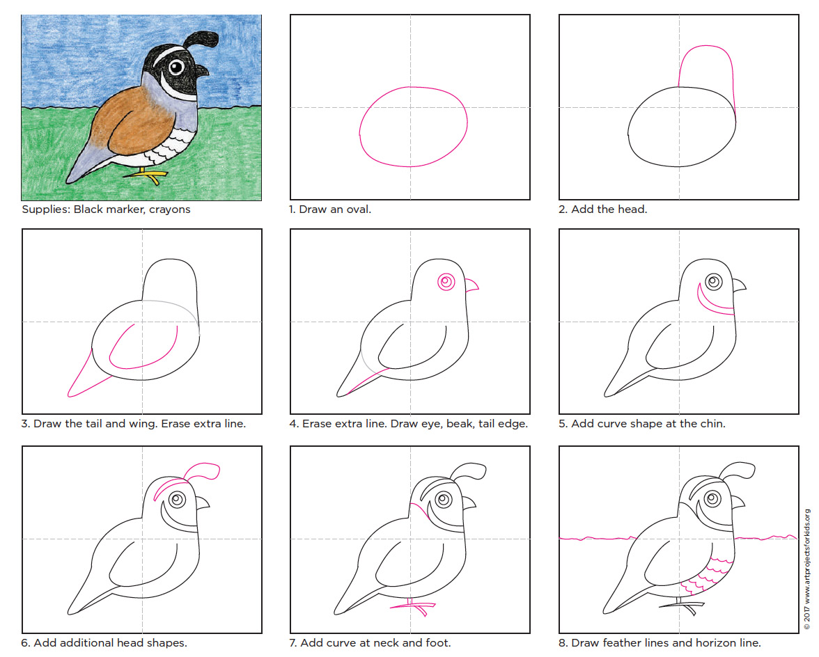 How to draw the California Quail Art Projects for Kids