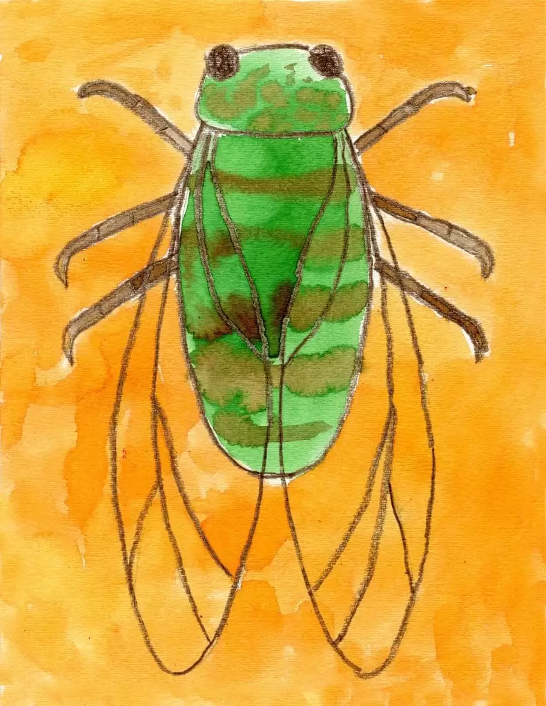Простой учебник по рисованию цикады и страница раскраски цикады