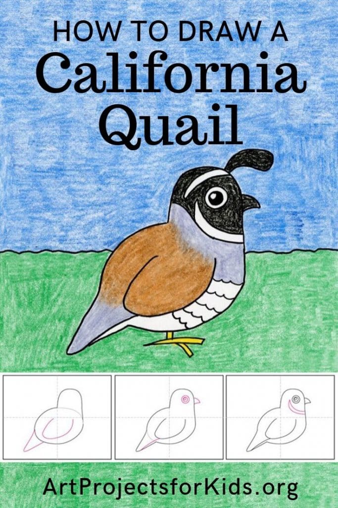 How to draw the California Quail · Art Projects for Kids