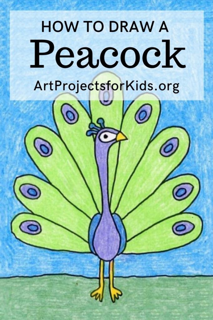 peacock draw drawings