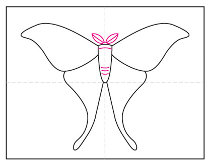 How to Draw a Moth