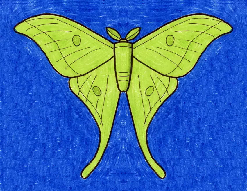 Easy How to Draw a Moth Tutorial and Moth Coloring Page