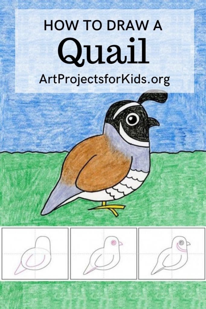 Featured image of post How To Draw A Cartoon Quail To draw a cute looking character it may take sometimes for you to learn and understand the cartoon