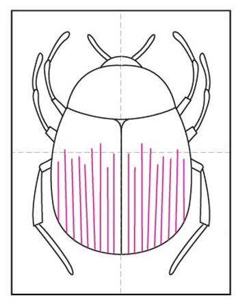 whirligig beetle drawing