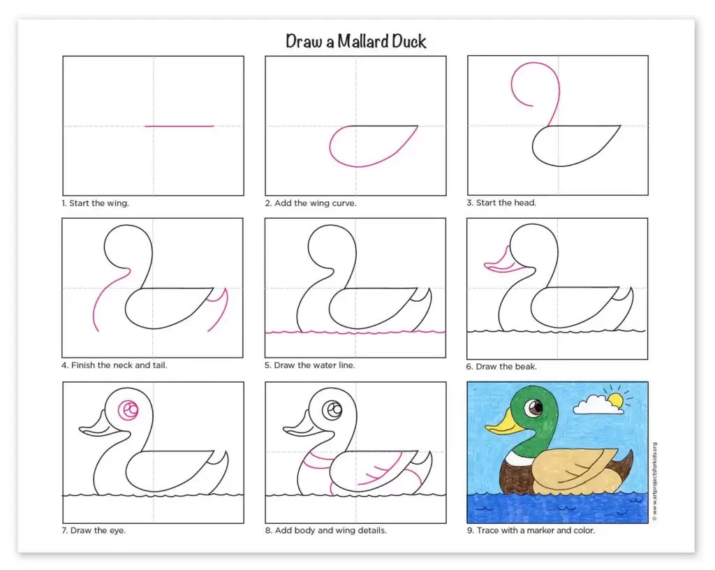 Duck (Pintail) Drawing Lesson