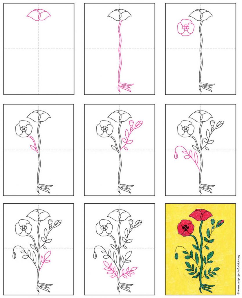 Easy How To Draw A Poppy Tutorial And Poppy Coloring Page   Poppy Diagram 834x1024 