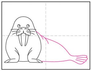 Easy How to Draw a Walrus Tutorial and Walrus Coloring Page