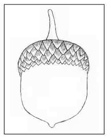 scientific acorn drawing