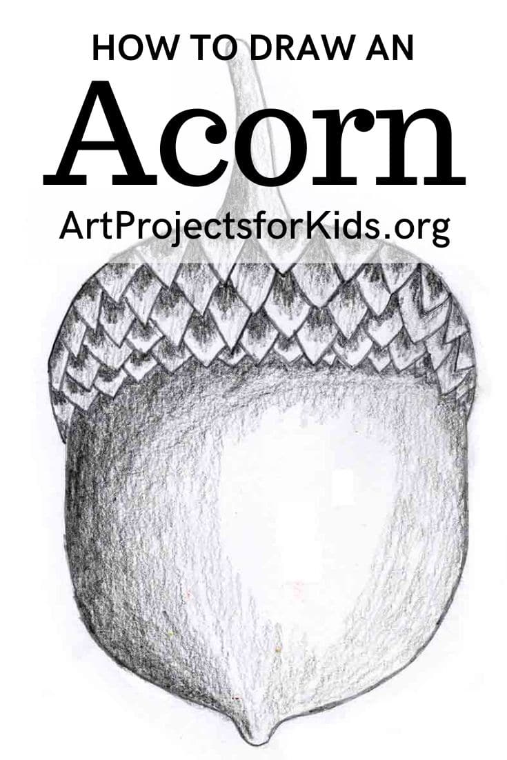 acorn drawing kid