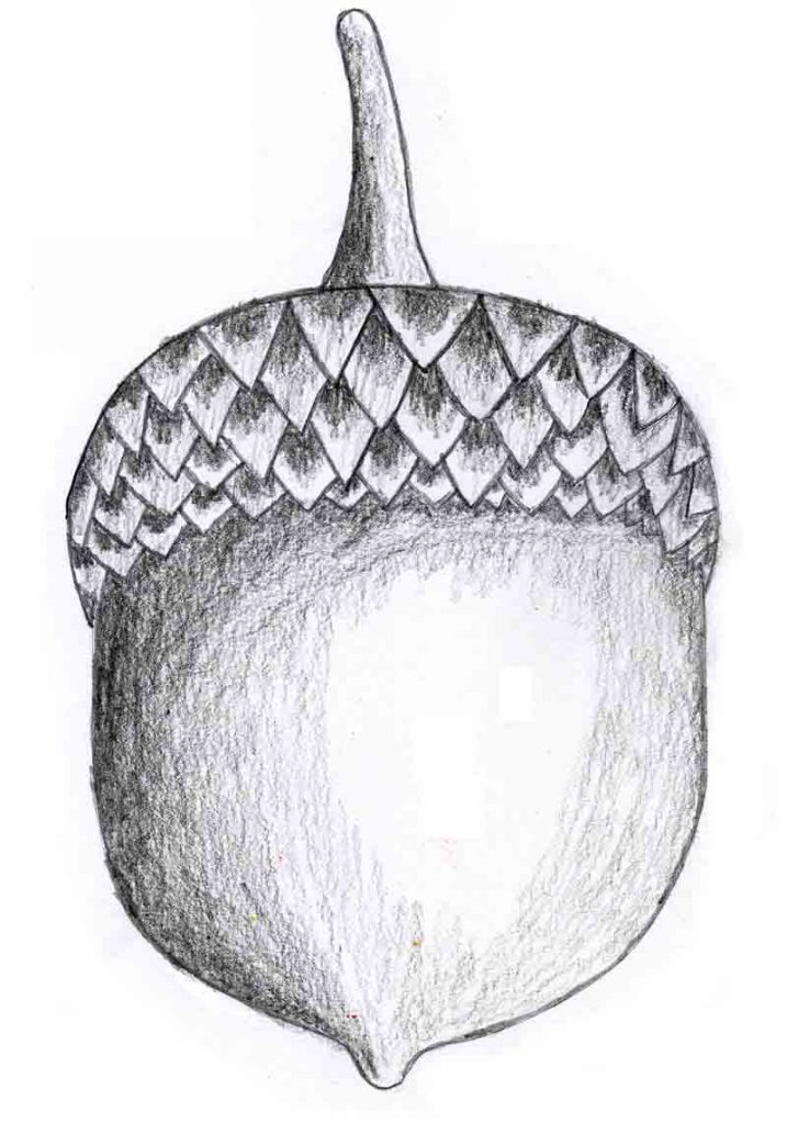 sketch acorn drawing