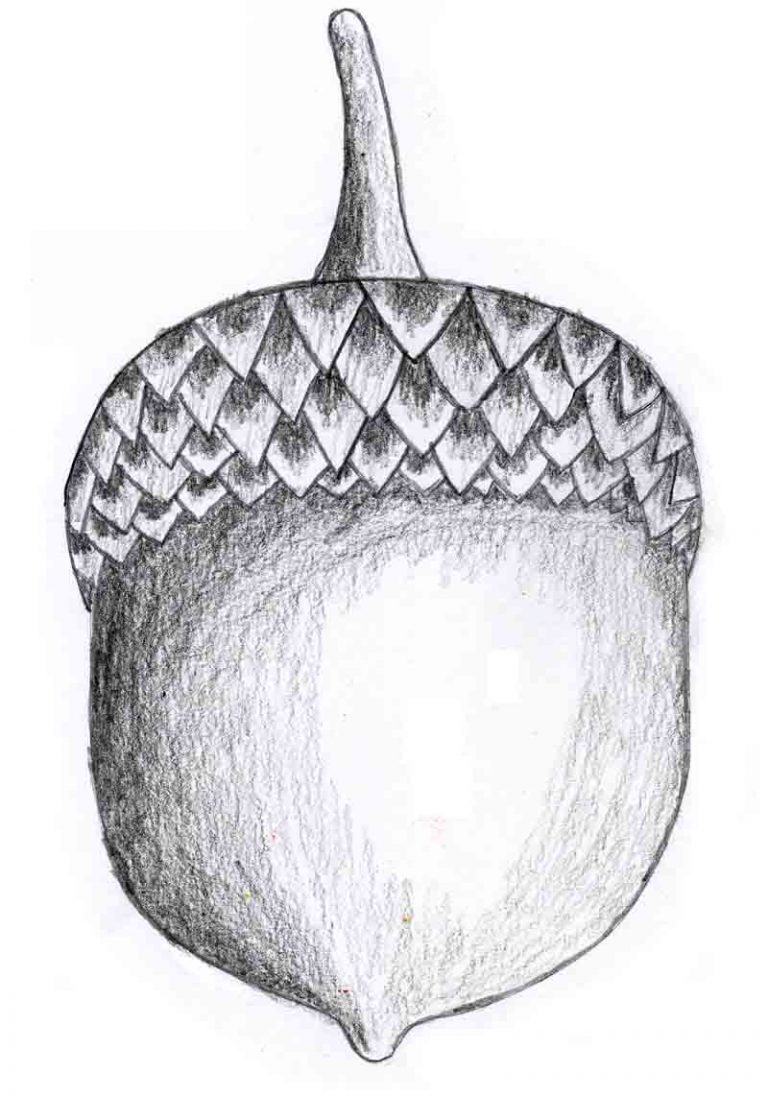 How to Draw an Acorn Acorn Coloring Page