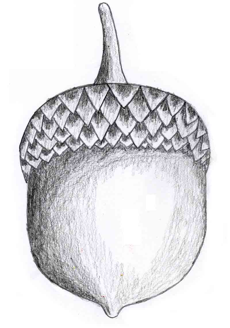 How to Draw an Acorn | Acorn Coloring Page