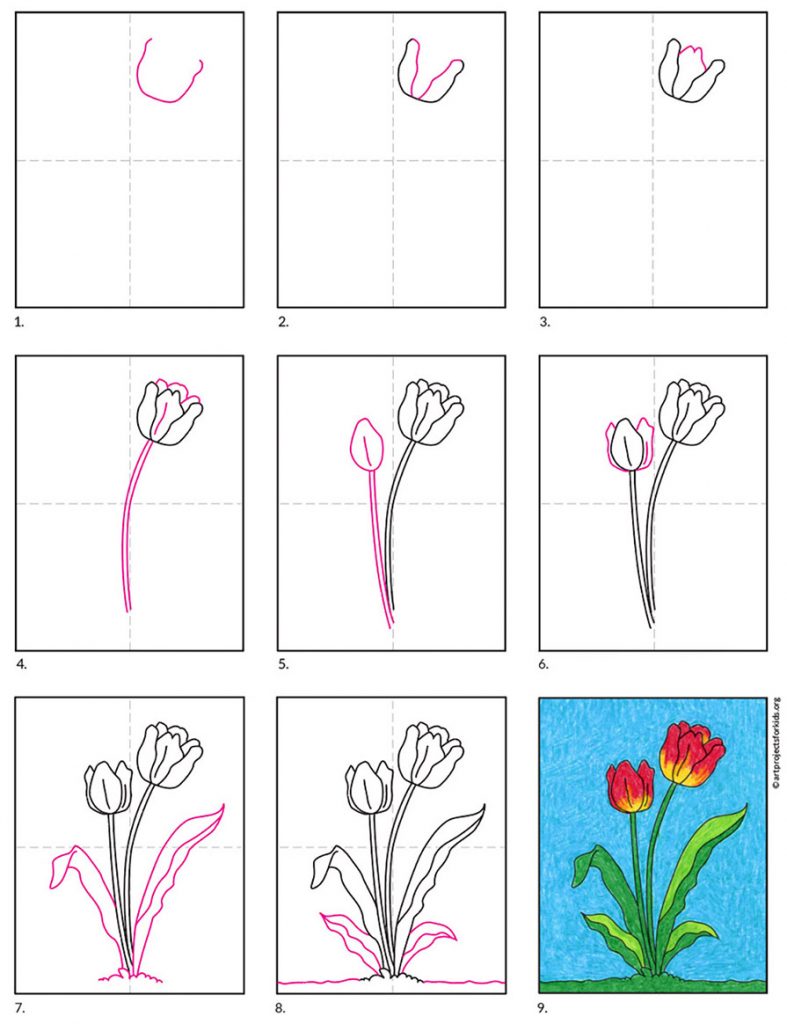 A drawing of a tulip, made with the help of an easy step by step tutorial. 