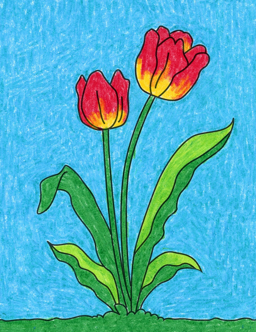 Tulip Simple Flower Drawing Colour