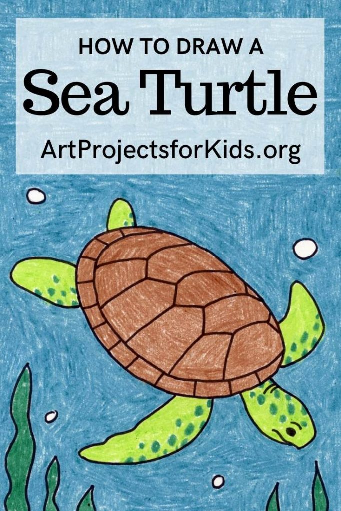 draw a sea turtle step by step