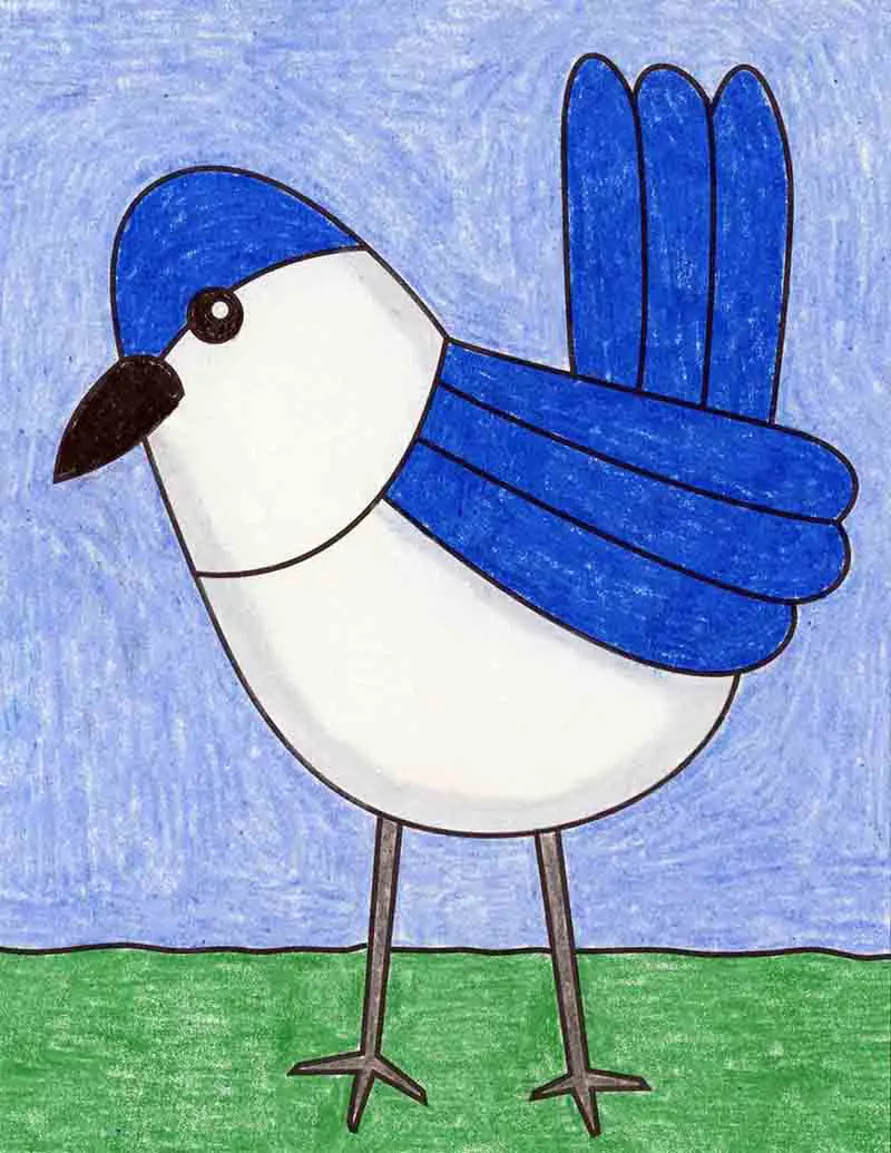 Learn How to Draw a Blue Jay Bird for Kids (Animals for Kids) Step