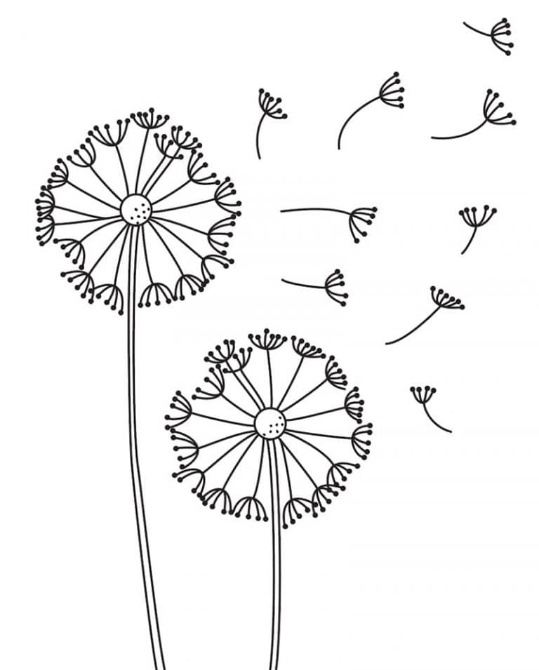 Одуванчик рисунок карандашом для срисовки