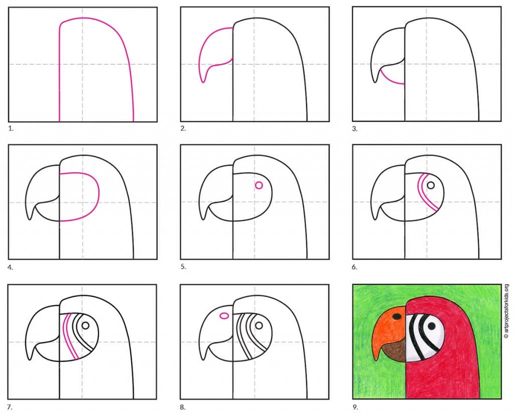 How to Draw a Macaw Diagram — Activity Craft Holidays, Kids, Tips