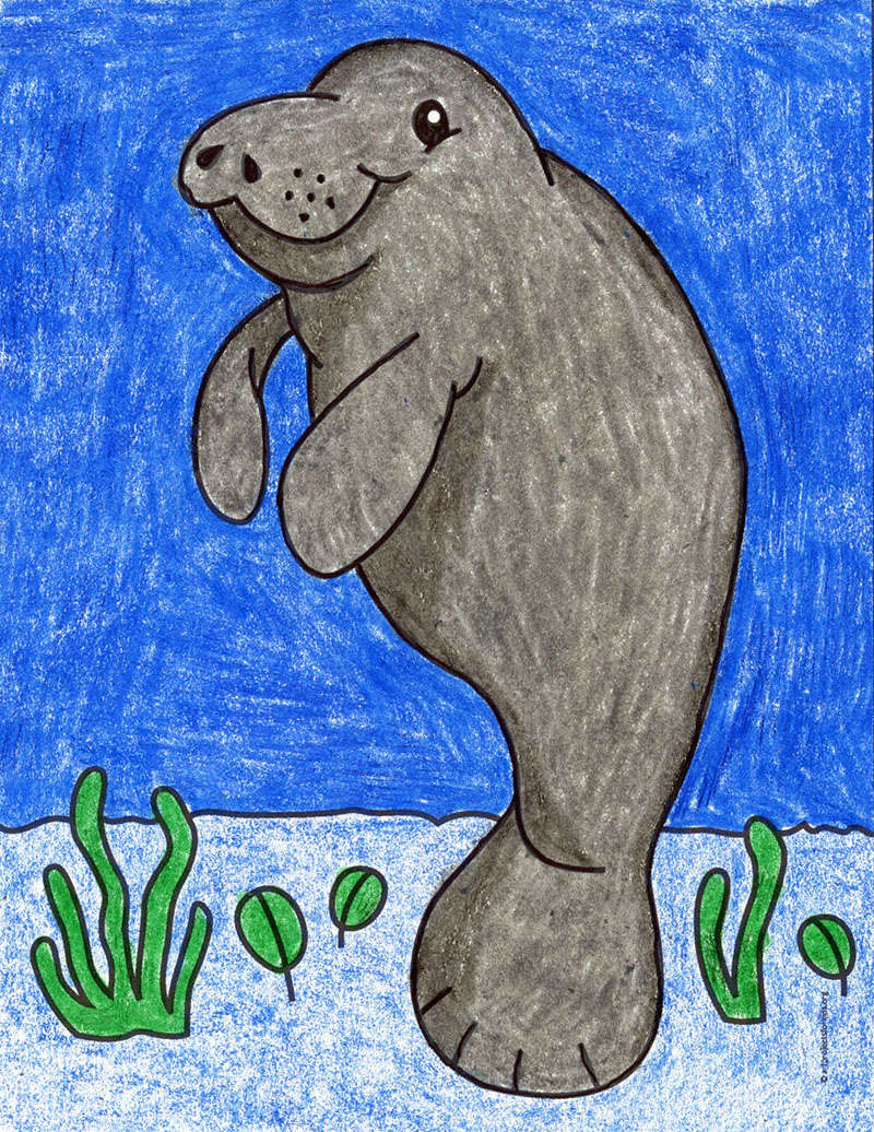 Easy How to Draw a Manatee and Manatee Coloring Page