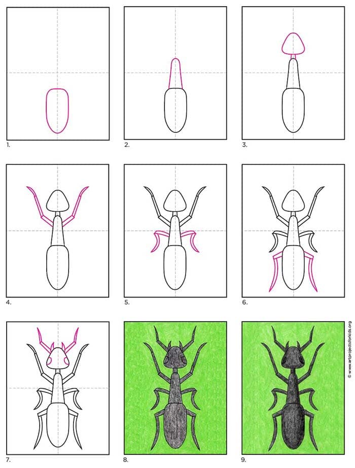 Learning how to draw an Ant gets easy when you start with a step by step tutorial. There’s no better way to learn all the names of the and body parts.