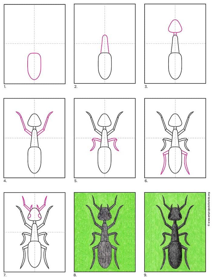 Learning how to draw an Ant gets easy when you start with a step by step tutorial. There's no better way to learn all the names of the and body parts.