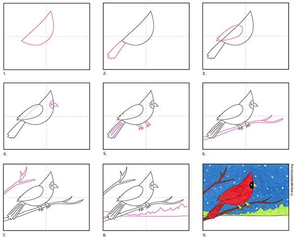 How To Draw Cardinal Bird