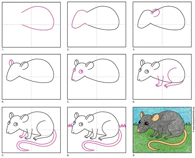 How to Draw a Rat - YouTube