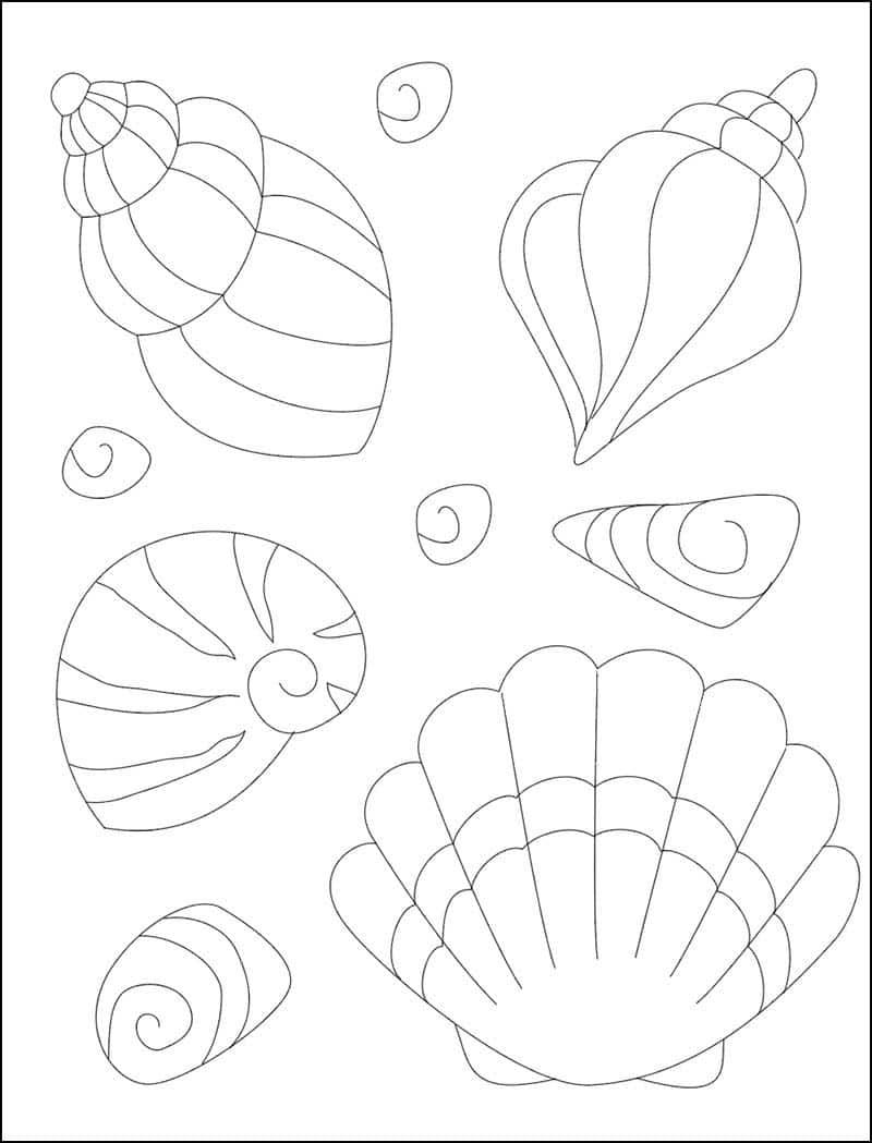 how to draw a conch shell