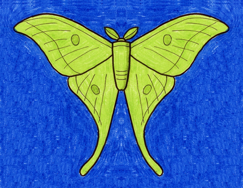 A drawing of a moth, made with the help of an easy step by step tutorial.