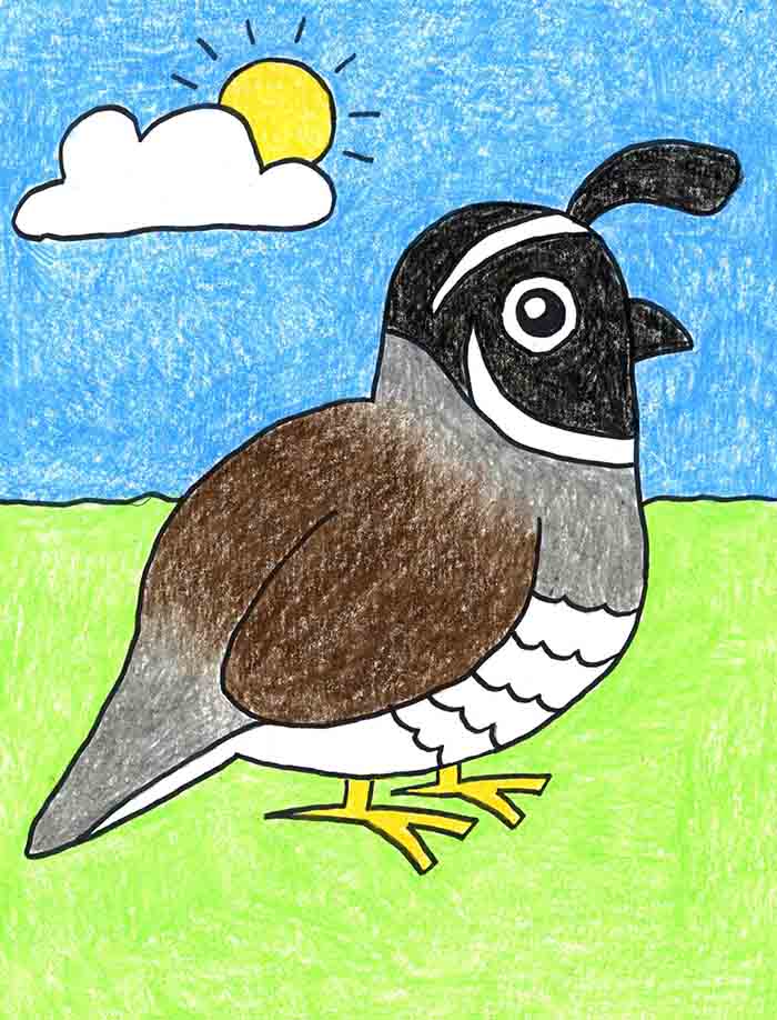 Easy How to Draw a Quail Tutorial and Quail Coloring Page