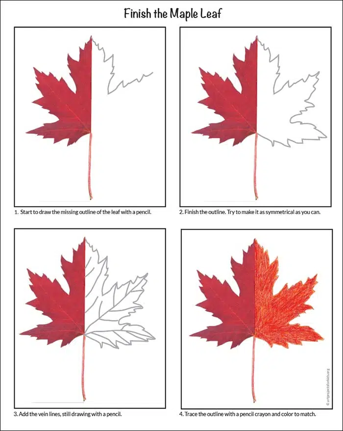 Silver maple Sugar maple Red maple Maple leaf Drawing, drawing, maple, leaf  png | PNGEgg