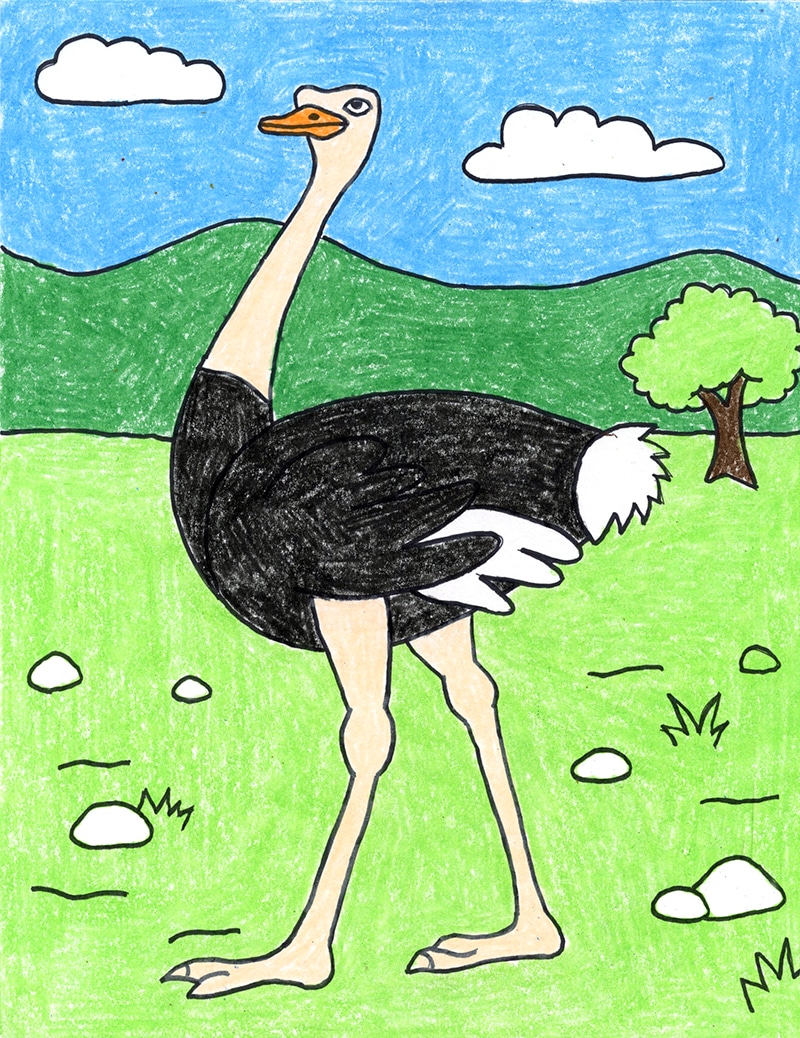 Easy How to Draw an Ostrich Tutorial and Ostrich Coloring Page