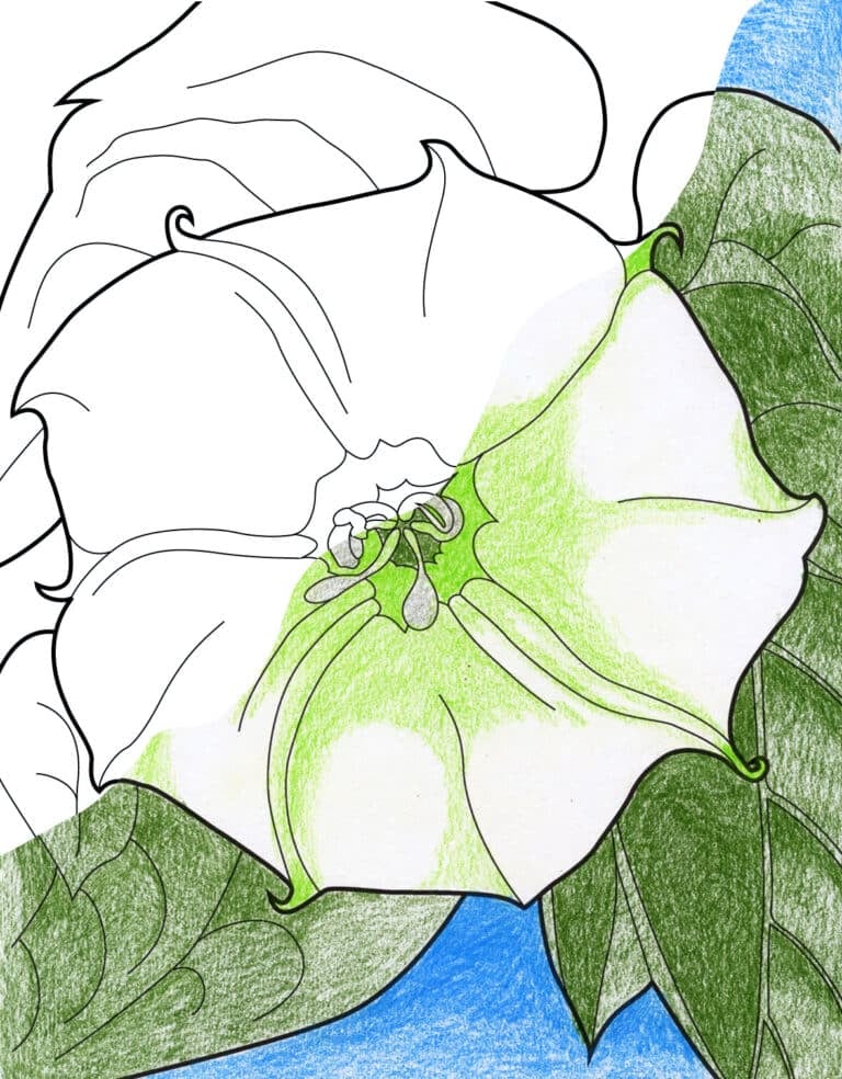 2 Georgia O’Keeffe Coloring pages: Simple Printable Sheets for Kids